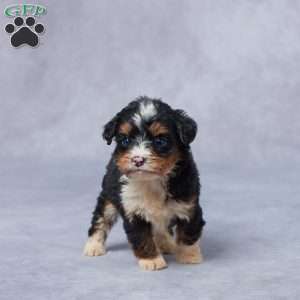 June, Mini Bernedoodle Puppy